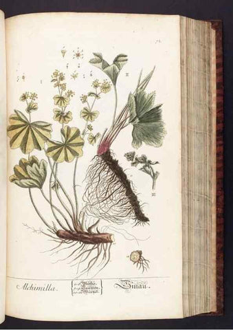 Reproducción/Reproduction 8379518865: Herbarium Blackwellianum emendatum et auctum, id est, Elisabethae Blackwell collectio stirpium. Norimbergae : Typis Io. Iosephi Fleischmanni, 1750-1773.