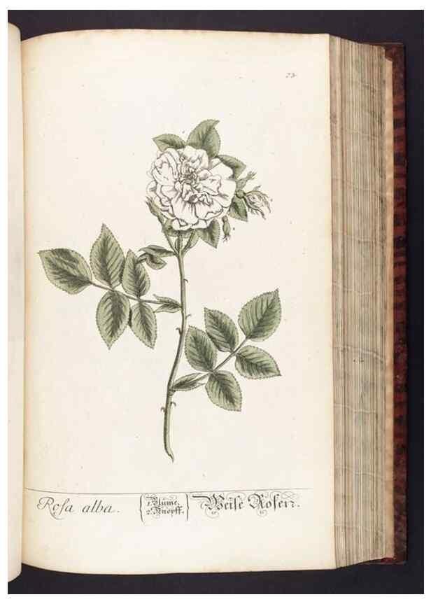 Reproducción/Reproduction 8379519105: Herbarium Blackwellianum emendatum et auctum, id est, Elisabethae Blackwell collectio stirpium. Norimbergae : Typis Io. Iosephi Fleischmanni, 1750-1773.
