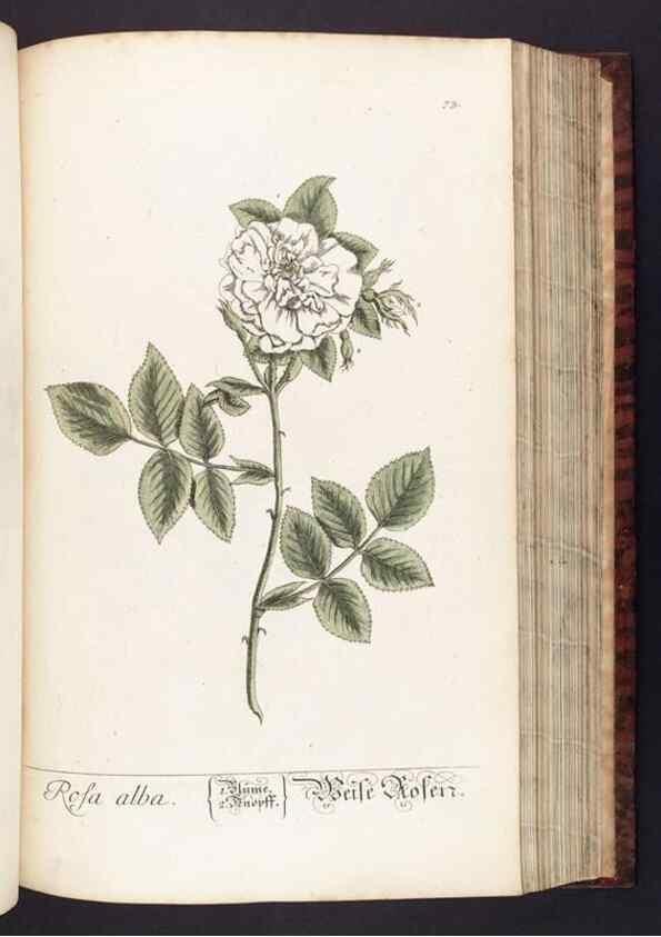 Reproducción/Reproduction 8379519105: Herbarium Blackwellianum emendatum et auctum, id est, Elisabethae Blackwell collectio stirpium. Norimbergae : Typis Io. Iosephi Fleischmanni, 1750-1773.