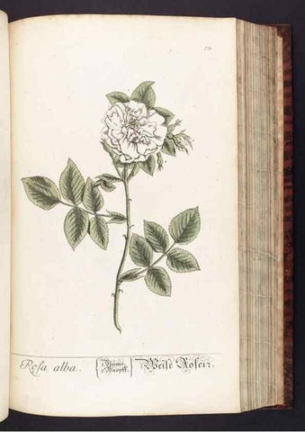 Reproducción/Reproduction 8379519105: Herbarium Blackwellianum emendatum et auctum, id est, Elisabethae Blackwell collectio stirpium. Norimbergae : Typis Io. Iosephi Fleischmanni, 1750-1773.