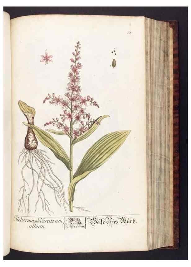 Reproducción/Reproduction 8380598830: Herbarium Blackwellianum emendatum et auctum, id est, Elisabethae Blackwell collectio stirpium. Norimbergae : Typis Io. Iosephi Fleischmanni, 1750-1773.