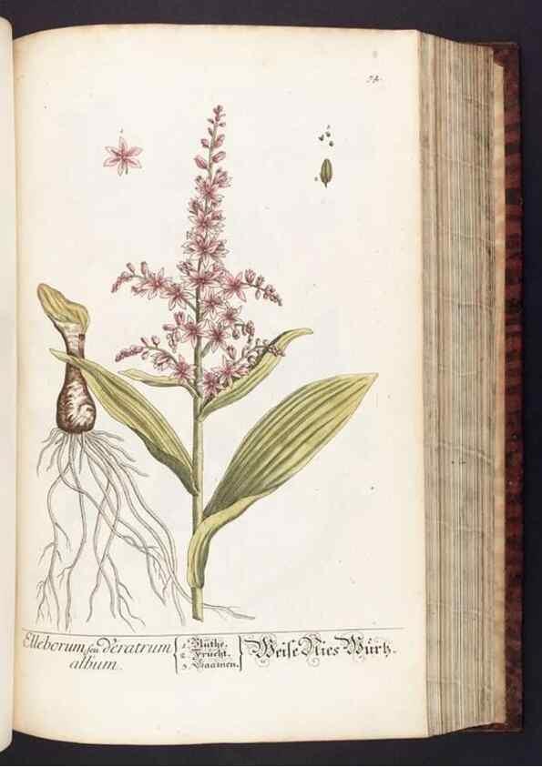 Reproducción/Reproduction 8380598830: Herbarium Blackwellianum emendatum et auctum, id est, Elisabethae Blackwell collectio stirpium. Norimbergae : Typis Io. Iosephi Fleischmanni, 1750-1773.