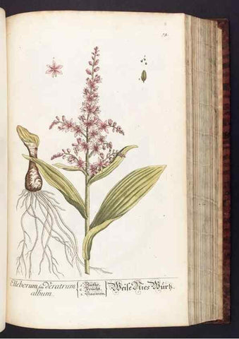 Reproducción/Reproduction 8380598830: Herbarium Blackwellianum emendatum et auctum, id est, Elisabethae Blackwell collectio stirpium. Norimbergae : Typis Io. Iosephi Fleischmanni, 1750-1773.