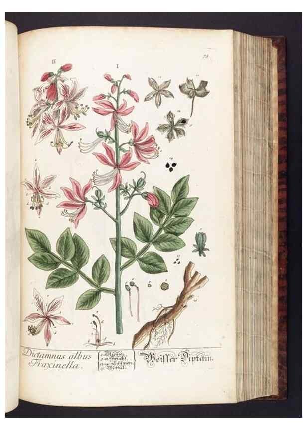 Reproducción/Reproduction 8379519583: Herbarium Blackwellianum emendatum et auctum, id est, Elisabethae Blackwell collectio stirpium. Norimbergae : Typis Io. Iosephi Fleischmanni, 1750-1773.