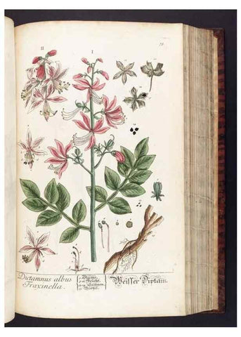 Reproducción/Reproduction 8379519583: Herbarium Blackwellianum emendatum et auctum, id est, Elisabethae Blackwell collectio stirpium. Norimbergae : Typis Io. Iosephi Fleischmanni, 1750-1773.