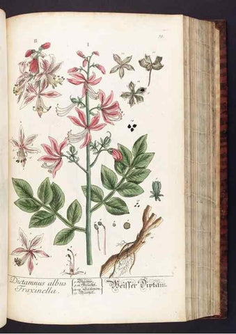 Reproducción/Reproduction 8379519583: Herbarium Blackwellianum emendatum et auctum, id est, Elisabethae Blackwell collectio stirpium. Norimbergae : Typis Io. Iosephi Fleischmanni, 1750-1773.