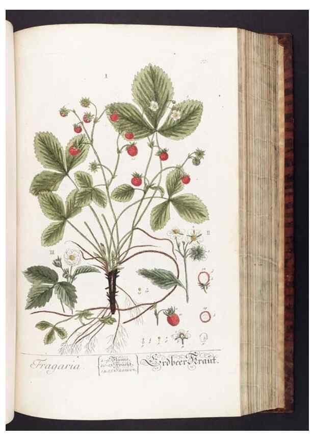 Reproducción/Reproduction 8379520195: Herbarium Blackwellianum emendatum et auctum, id est, Elisabethae Blackwell collectio stirpium. Norimbergae : Typis Io. Iosephi Fleischmanni, 1750-1773.