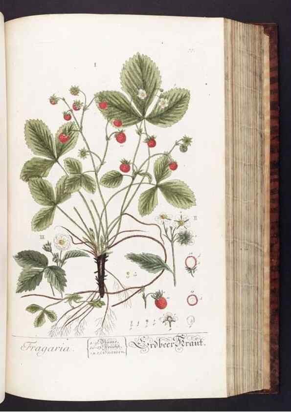 Reproducción/Reproduction 8379520195: Herbarium Blackwellianum emendatum et auctum, id est, Elisabethae Blackwell collectio stirpium. Norimbergae : Typis Io. Iosephi Fleischmanni, 1750-1773.