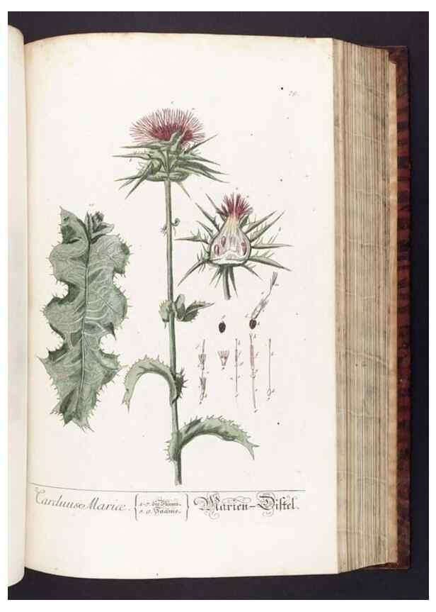 Reproducción/Reproduction 8379520545: Herbarium Blackwellianum emendatum et auctum, id est, Elisabethae Blackwell collectio stirpium. Norimbergae : Typis Io. Iosephi Fleischmanni, 1750-1773.