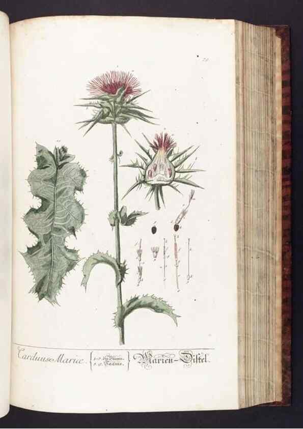 Reproducción/Reproduction 8379520545: Herbarium Blackwellianum emendatum et auctum, id est, Elisabethae Blackwell collectio stirpium. Norimbergae : Typis Io. Iosephi Fleischmanni, 1750-1773.