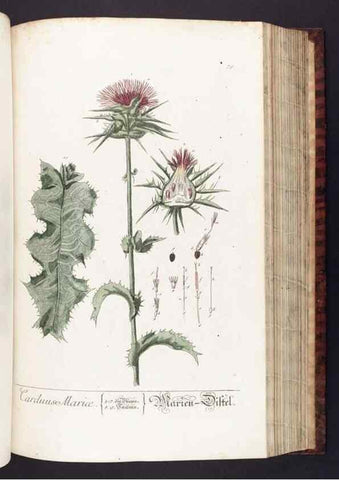 Reproducción/Reproduction 8379520545: Herbarium Blackwellianum emendatum et auctum, id est, Elisabethae Blackwell collectio stirpium. Norimbergae : Typis Io. Iosephi Fleischmanni, 1750-1773.
