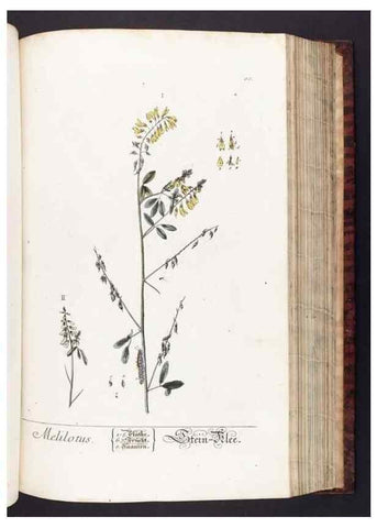 Reproducción/Reproduction 8379520797: Herbarium Blackwellianum emendatum et auctum, id est, Elisabethae Blackwell collectio stirpium. Norimbergae : Typis Io. Iosephi Fleischmanni, 1750-1773.
