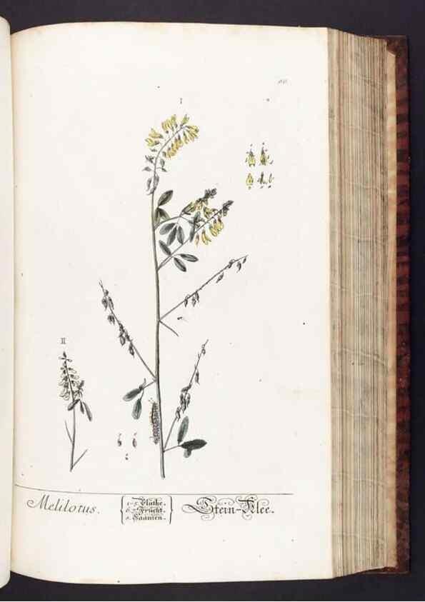 Reproducción/Reproduction 8379520797: Herbarium Blackwellianum emendatum et auctum, id est, Elisabethae Blackwell collectio stirpium. Norimbergae : Typis Io. Iosephi Fleischmanni, 1750-1773.