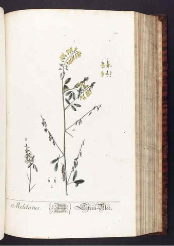 Reproducción/Reproduction 8379520797: Herbarium Blackwellianum emendatum et auctum, id est, Elisabethae Blackwell collectio stirpium. Norimbergae : Typis Io. Iosephi Fleischmanni, 1750-1773.