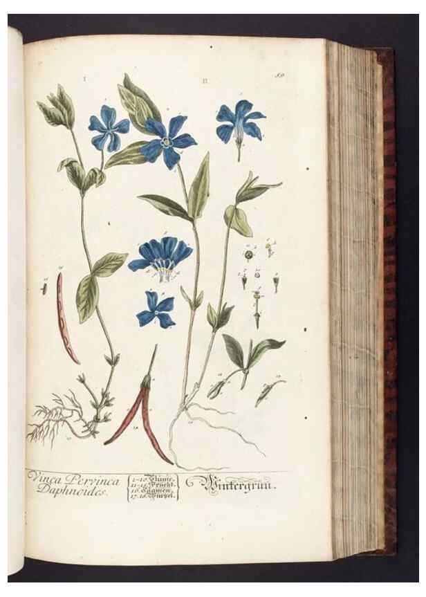 Reproducción/Reproduction 8379516261: Herbarium Blackwellianum emendatum et auctum, id est, Elisabethae Blackwell collectio stirpium. Norimbergae : Typis Io. Iosephi Fleischmanni, 1750-1773.