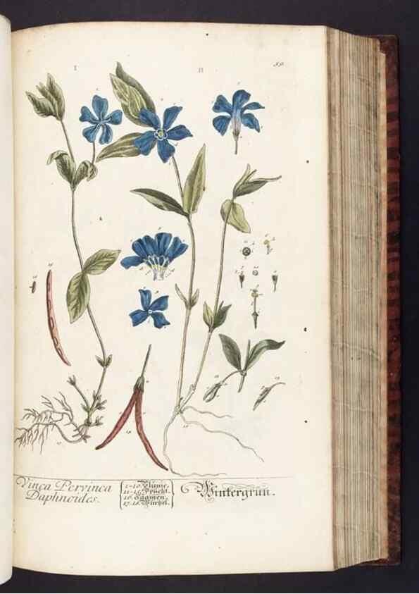 Reproducción/Reproduction 8379516261: Herbarium Blackwellianum emendatum et auctum, id est, Elisabethae Blackwell collectio stirpium. Norimbergae : Typis Io. Iosephi Fleischmanni, 1750-1773.