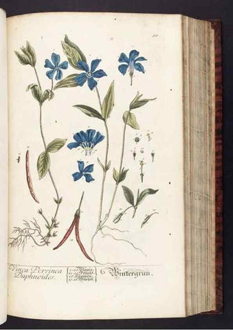 Reproducción/Reproduction 8379516261: Herbarium Blackwellianum emendatum et auctum, id est, Elisabethae Blackwell collectio stirpium. Norimbergae : Typis Io. Iosephi Fleischmanni, 1750-1773.