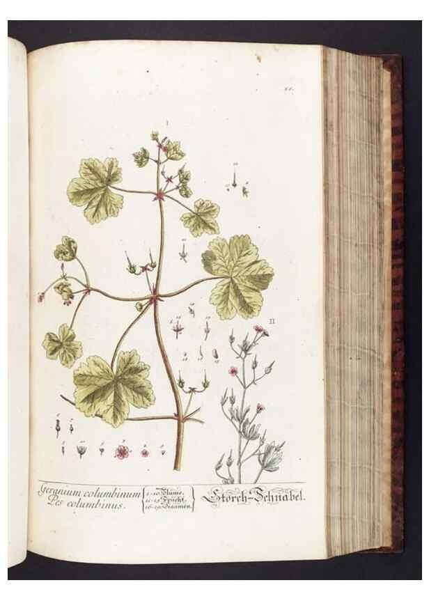 Reproducción/Reproduction 8379516087: Herbarium Blackwellianum emendatum et auctum, id est, Elisabethae Blackwell collectio stirpium. Norimbergae : Typis Io. Iosephi Fleischmanni, 1750-1773.
