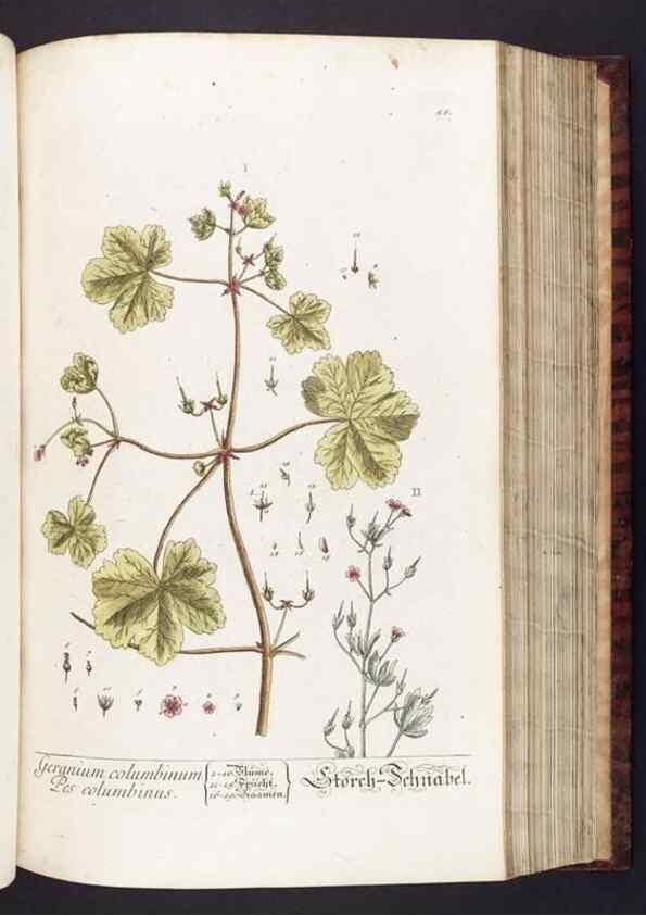 Reproducción/Reproduction 8379516087: Herbarium Blackwellianum emendatum et auctum, id est, Elisabethae Blackwell collectio stirpium. Norimbergae : Typis Io. Iosephi Fleischmanni, 1750-1773.