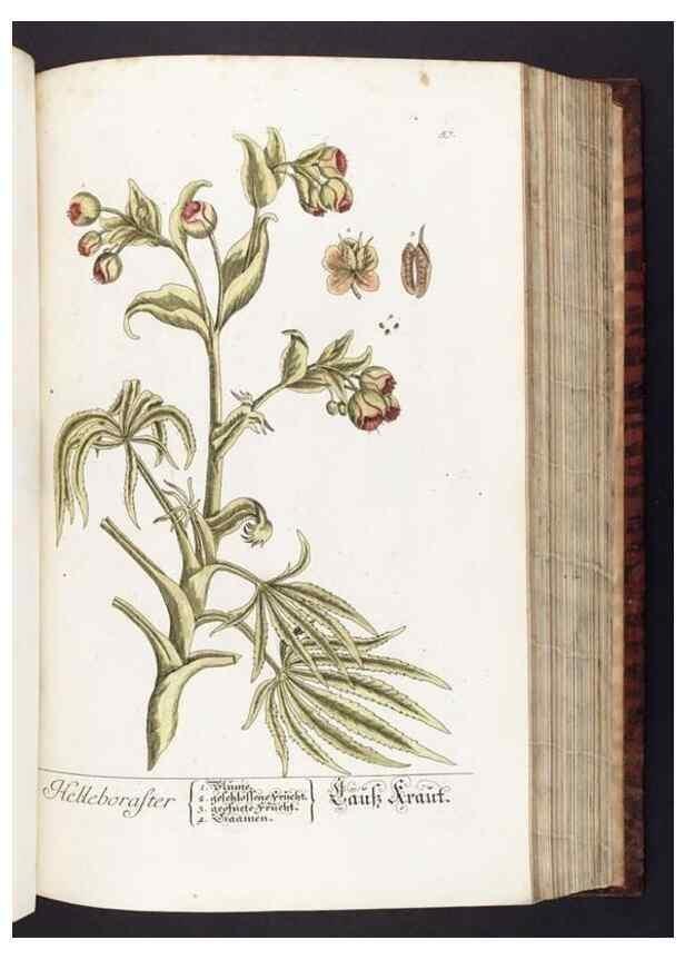 Reproducción/Reproduction 8379515825: Herbarium Blackwellianum emendatum et auctum, id est, Elisabethae Blackwell collectio stirpium. Norimbergae : Typis Io. Iosephi Fleischmanni, 1750-1773.