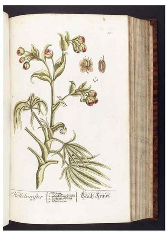 Reproducción/Reproduction 8379515825: Herbarium Blackwellianum emendatum et auctum, id est, Elisabethae Blackwell collectio stirpium. Norimbergae : Typis Io. Iosephi Fleischmanni, 1750-1773.