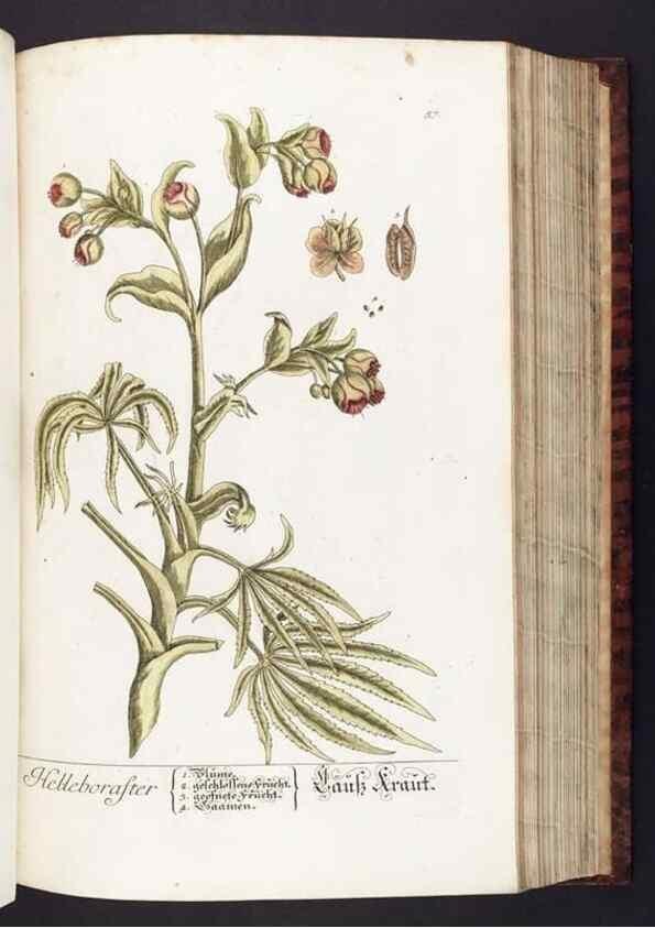 Reproducción/Reproduction 8379515825: Herbarium Blackwellianum emendatum et auctum, id est, Elisabethae Blackwell collectio stirpium. Norimbergae : Typis Io. Iosephi Fleischmanni, 1750-1773.