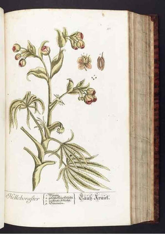 Reproducción/Reproduction 8379515825: Herbarium Blackwellianum emendatum et auctum, id est, Elisabethae Blackwell collectio stirpium. Norimbergae : Typis Io. Iosephi Fleischmanni, 1750-1773.