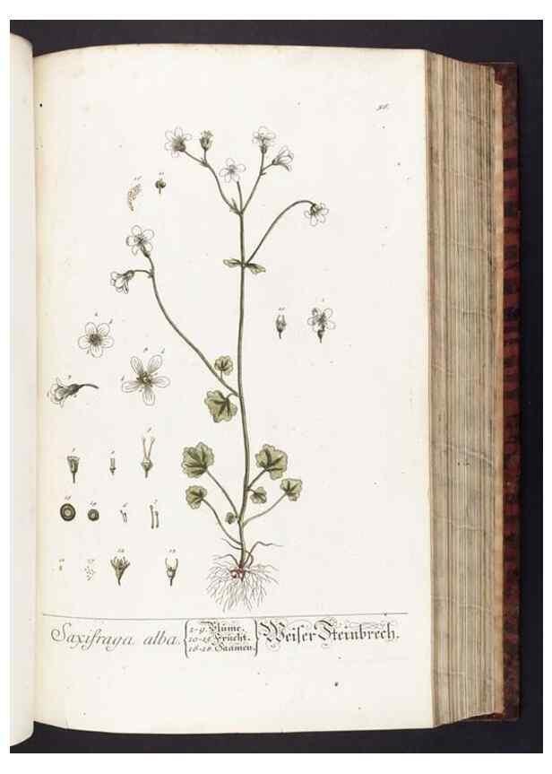 Reproducción/Reproduction 8380595434: Herbarium Blackwellianum emendatum et auctum, id est, Elisabethae Blackwell collectio stirpium. Norimbergae : Typis Io. Iosephi Fleischmanni, 1750-1773.
