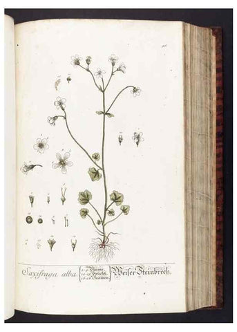Reproducción/Reproduction 8380595434: Herbarium Blackwellianum emendatum et auctum, id est, Elisabethae Blackwell collectio stirpium. Norimbergae : Typis Io. Iosephi Fleischmanni, 1750-1773.
