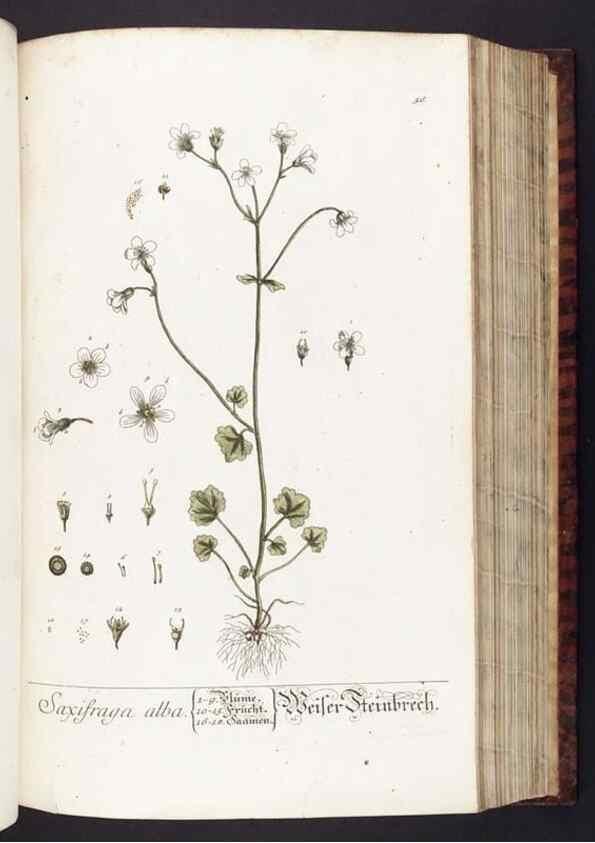 Reproducción/Reproduction 8380595434: Herbarium Blackwellianum emendatum et auctum, id est, Elisabethae Blackwell collectio stirpium. Norimbergae : Typis Io. Iosephi Fleischmanni, 1750-1773.