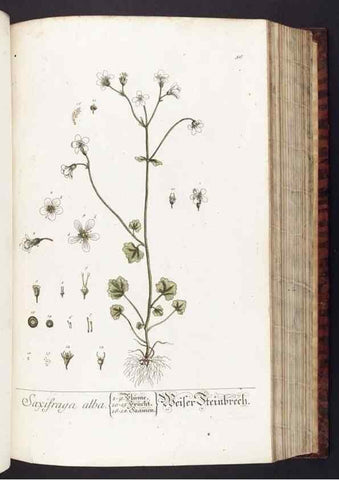 Reproducción/Reproduction 8380595434: Herbarium Blackwellianum emendatum et auctum, id est, Elisabethae Blackwell collectio stirpium. Norimbergae : Typis Io. Iosephi Fleischmanni, 1750-1773.