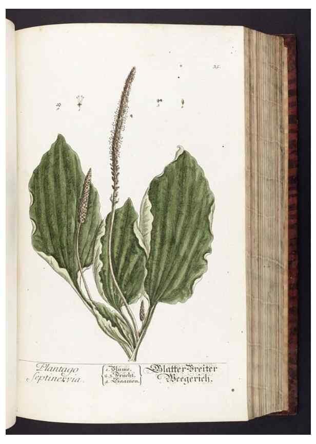 Reproducción/Reproduction 8379510691: Herbarium Blackwellianum emendatum et auctum, id est, Elisabethae Blackwell collectio stirpium. Norimbergae : Typis Io. Iosephi Fleischmanni, 1750-1773.