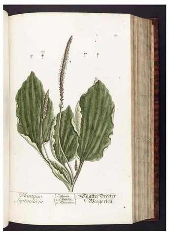 Reproducción/Reproduction 8379510691: Herbarium Blackwellianum emendatum et auctum, id est, Elisabethae Blackwell collectio stirpium. Norimbergae : Typis Io. Iosephi Fleischmanni, 1750-1773.