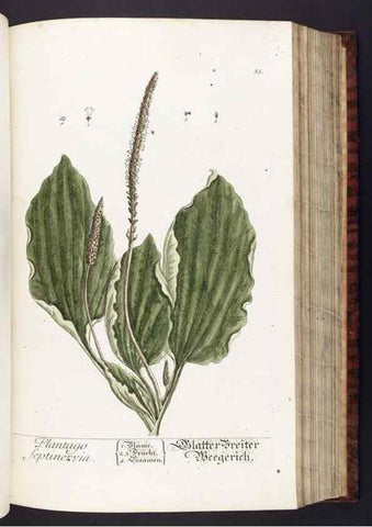 Reproducción/Reproduction 8379510691: Herbarium Blackwellianum emendatum et auctum, id est, Elisabethae Blackwell collectio stirpium. Norimbergae : Typis Io. Iosephi Fleischmanni, 1750-1773.