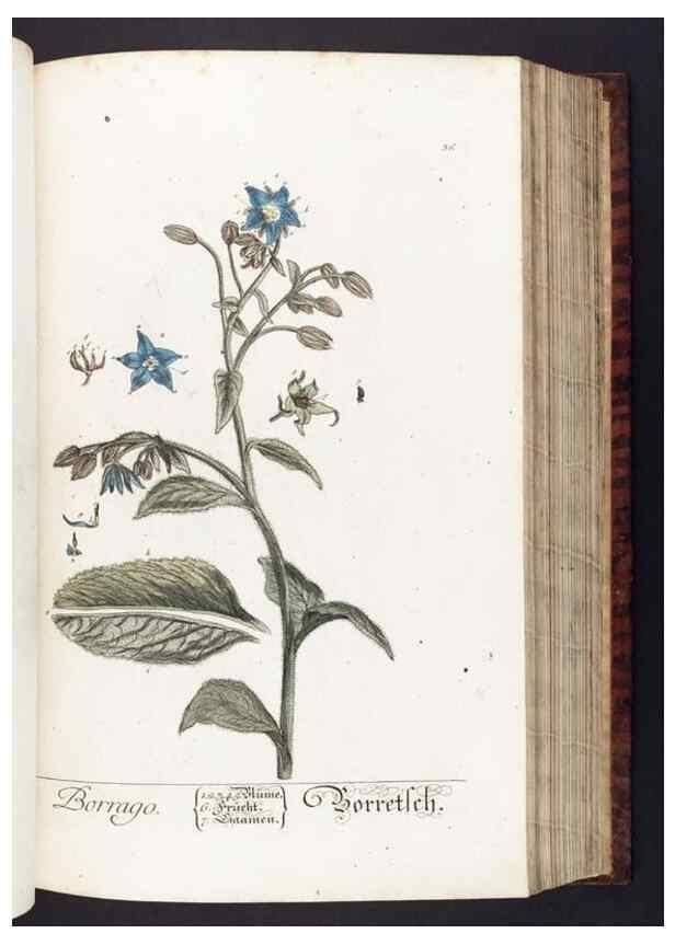 Reproducción/Reproduction 8380590504: Herbarium Blackwellianum emendatum et auctum, id est, Elisabethae Blackwell collectio stirpium. Norimbergae : Typis Io. Iosephi Fleischmanni, 1750-1773.