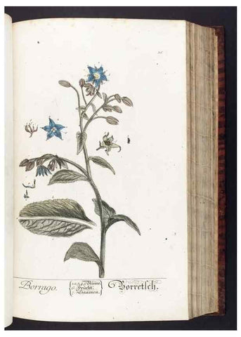 Reproducción/Reproduction 8380590504: Herbarium Blackwellianum emendatum et auctum, id est, Elisabethae Blackwell collectio stirpium. Norimbergae : Typis Io. Iosephi Fleischmanni, 1750-1773.