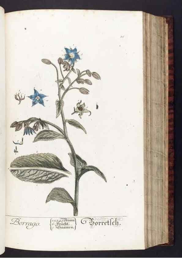 Reproducción/Reproduction 8380590504: Herbarium Blackwellianum emendatum et auctum, id est, Elisabethae Blackwell collectio stirpium. Norimbergae : Typis Io. Iosephi Fleischmanni, 1750-1773.