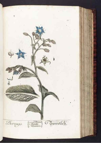 Reproducción/Reproduction 8380590504: Herbarium Blackwellianum emendatum et auctum, id est, Elisabethae Blackwell collectio stirpium. Norimbergae : Typis Io. Iosephi Fleischmanni, 1750-1773.