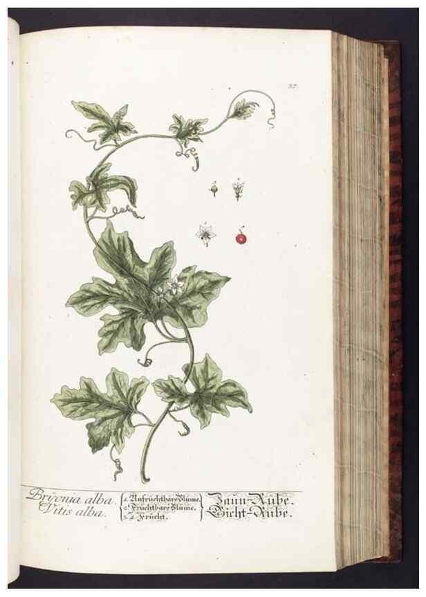 Reproducción/Reproduction 8380590646: Herbarium Blackwellianum emendatum et auctum, id est, Elisabethae Blackwell collectio stirpium. Norimbergae : Typis Io. Iosephi Fleischmanni, 1750-1773.