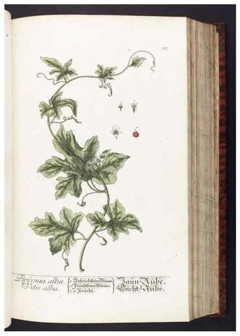 Reproducción/Reproduction 8380590646: Herbarium Blackwellianum emendatum et auctum, id est, Elisabethae Blackwell collectio stirpium. Norimbergae : Typis Io. Iosephi Fleischmanni, 1750-1773.