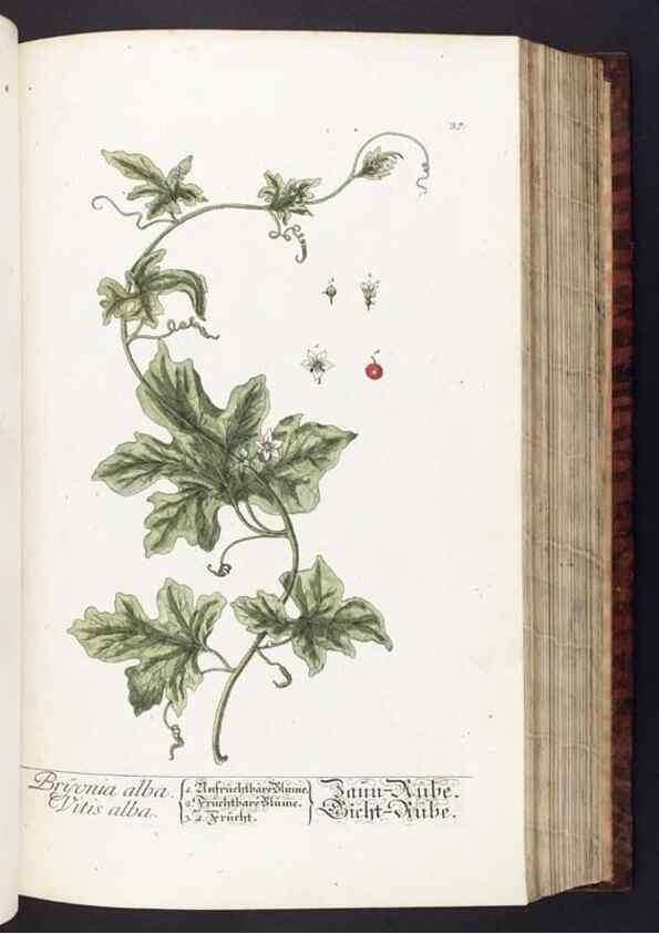 Reproducción/Reproduction 8380590646: Herbarium Blackwellianum emendatum et auctum, id est, Elisabethae Blackwell collectio stirpium. Norimbergae : Typis Io. Iosephi Fleischmanni, 1750-1773.
