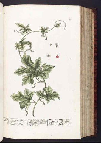 Reproducción/Reproduction 8380590646: Herbarium Blackwellianum emendatum et auctum, id est, Elisabethae Blackwell collectio stirpium. Norimbergae : Typis Io. Iosephi Fleischmanni, 1750-1773.
