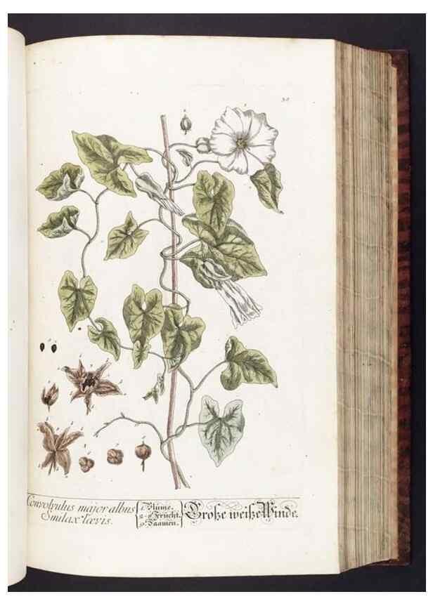 Reproducción/Reproduction 8380590858: Herbarium Blackwellianum emendatum et auctum, id est, Elisabethae Blackwell collectio stirpium. Norimbergae : Typis Io. Iosephi Fleischmanni, 1750-1773.