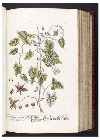 Reproducción/Reproduction 8380590858: Herbarium Blackwellianum emendatum et auctum, id est, Elisabethae Blackwell collectio stirpium. Norimbergae : Typis Io. Iosephi Fleischmanni, 1750-1773.