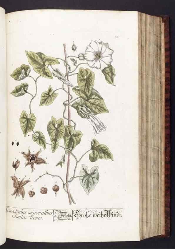 Reproducción/Reproduction 8380590858: Herbarium Blackwellianum emendatum et auctum, id est, Elisabethae Blackwell collectio stirpium. Norimbergae : Typis Io. Iosephi Fleischmanni, 1750-1773.