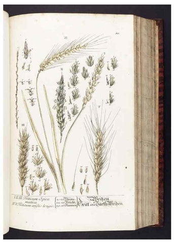 Reproducción/Reproduction 8380591234: Herbarium Blackwellianum emendatum et auctum, id est, Elisabethae Blackwell collectio stirpium. Norimbergae : Typis Io. Iosephi Fleischmanni, 1750-1773.