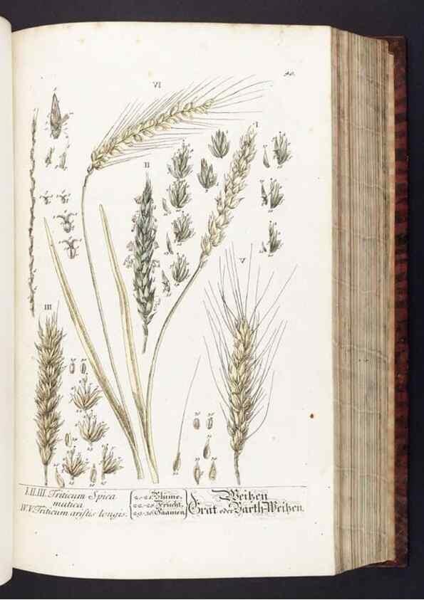 Reproducción/Reproduction 8380591234: Herbarium Blackwellianum emendatum et auctum, id est, Elisabethae Blackwell collectio stirpium. Norimbergae : Typis Io. Iosephi Fleischmanni, 1750-1773.