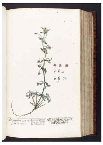 Reproducción/Reproduction 8379512211: Herbarium Blackwellianum emendatum et auctum, id est, Elisabethae Blackwell collectio stirpium. Norimbergae : Typis Io. Iosephi Fleischmanni, 1750-1773.
