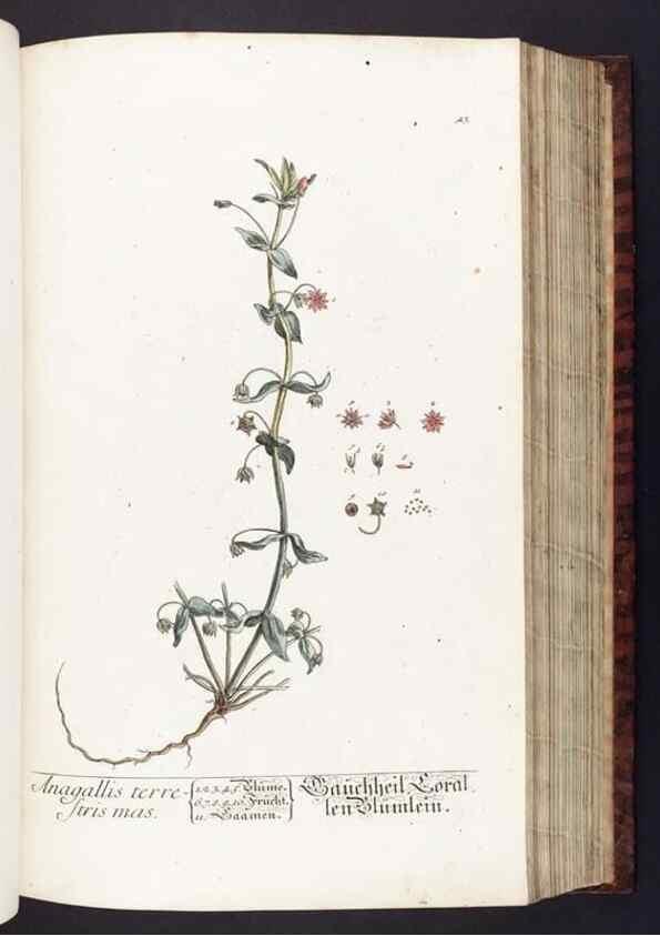Reproducción/Reproduction 8379512211: Herbarium Blackwellianum emendatum et auctum, id est, Elisabethae Blackwell collectio stirpium. Norimbergae : Typis Io. Iosephi Fleischmanni, 1750-1773.