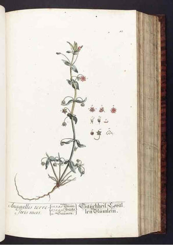 Reproducción/Reproduction 8379512211: Herbarium Blackwellianum emendatum et auctum, id est, Elisabethae Blackwell collectio stirpium. Norimbergae : Typis Io. Iosephi Fleischmanni, 1750-1773.